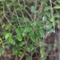 Azima tetracantha Lam.